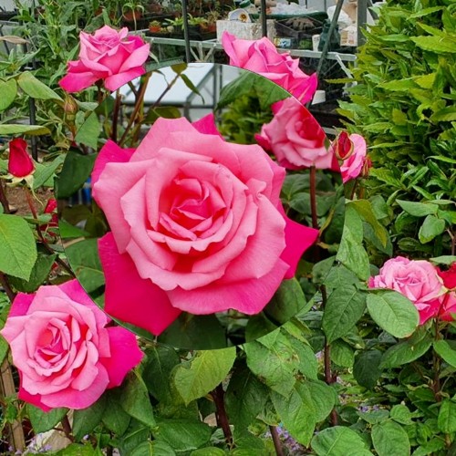 Rosa 'Prima Ballerina' - Roos 'Prima Ballerina' C4/4L